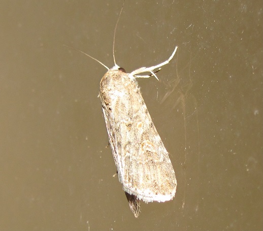 Noctuidae da ID - Spodoptera exigua